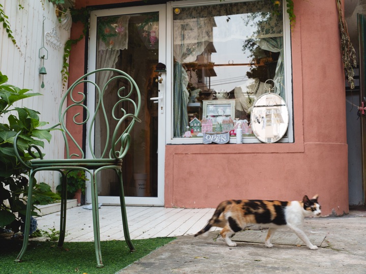 A calico cat walks past a pink shopfront and a green metal chair.